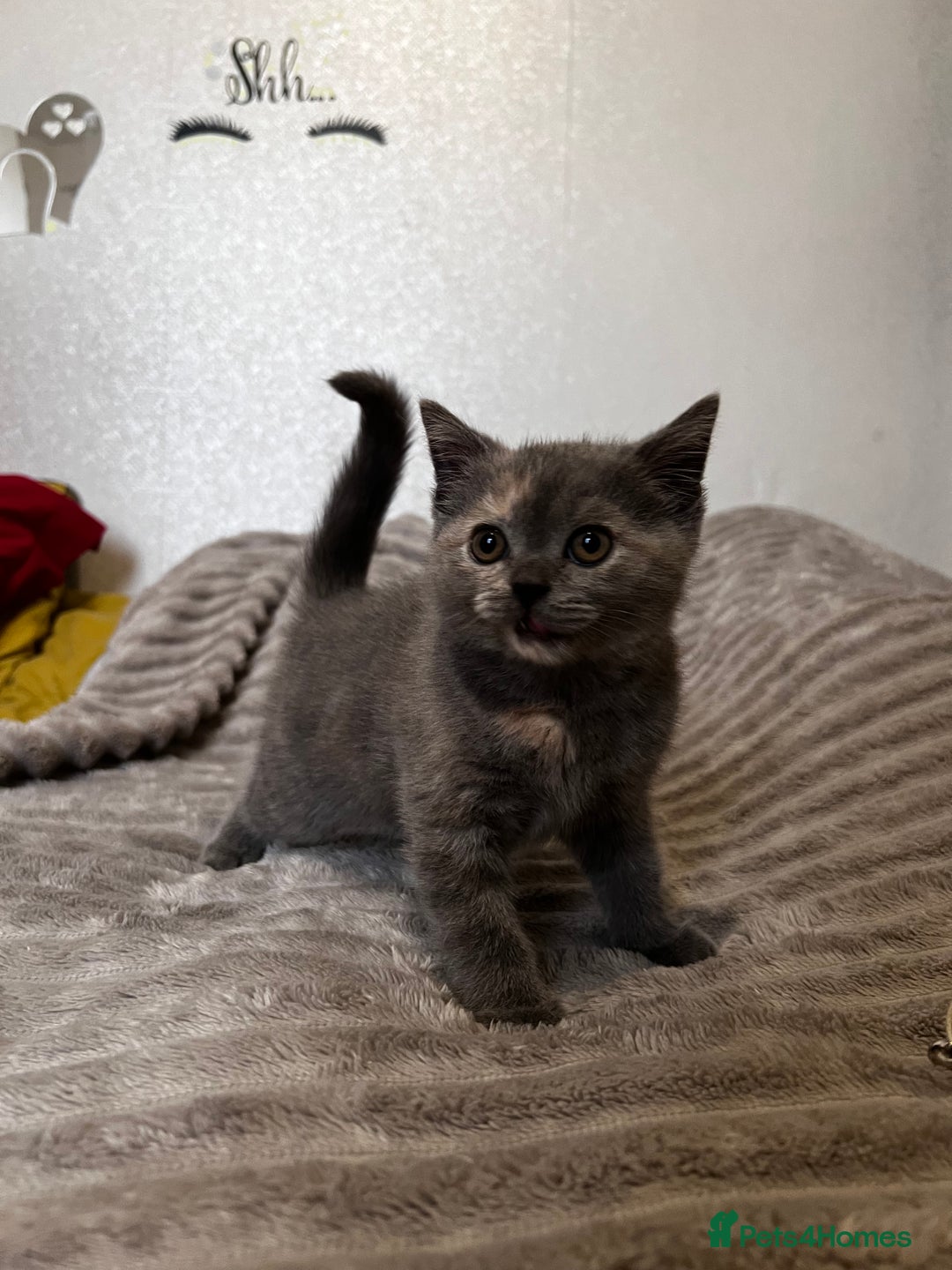 Scottish Fold cats for sale: Last kitten left! Straight ears 😍 - Image 4