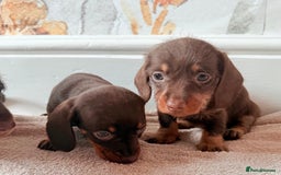 Miniature Dachshund dogs for sale: Quality miniature dachshund puppies  - Image 16