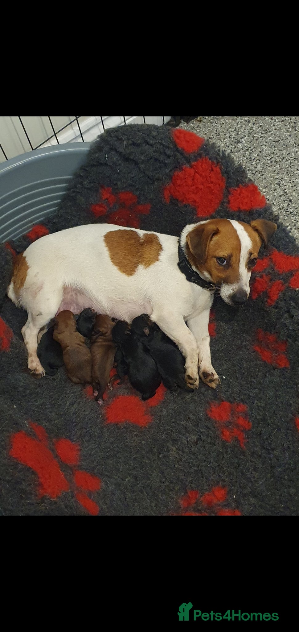 Jackapoo dogs F1 ADORABLE JACKAPOO PUPPIES - Advert 1