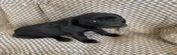 Staffordshire Bull Terrier dogs for sale: SOLD.  - Advert 2