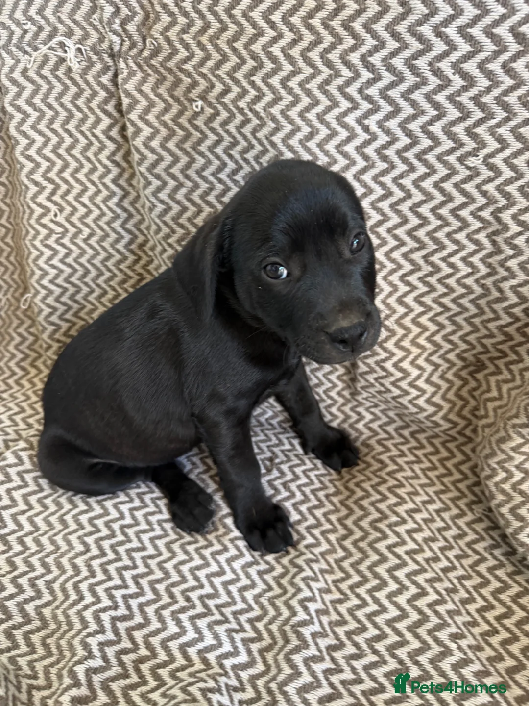 Staffordshire Bull Terrier dogs for sale: SOLD.  - Advert 2
