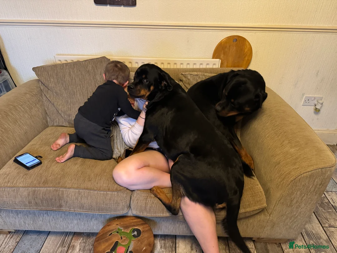 Rottweiler dogs for sale: Beautiful Rottweiler puppies for sale  - Advert 26