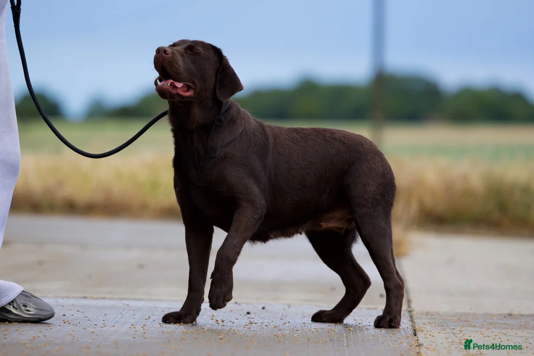 Labrador Retriever dogs for sale: Chocolate Stunning Female English Labrador 2yrs   - Advert 7