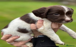 English Springer Spaniel dogs for sale: 2025 FTCH ROSEBAY BLUE,WELL MARKED LITTER ESS PUPS - Image 28