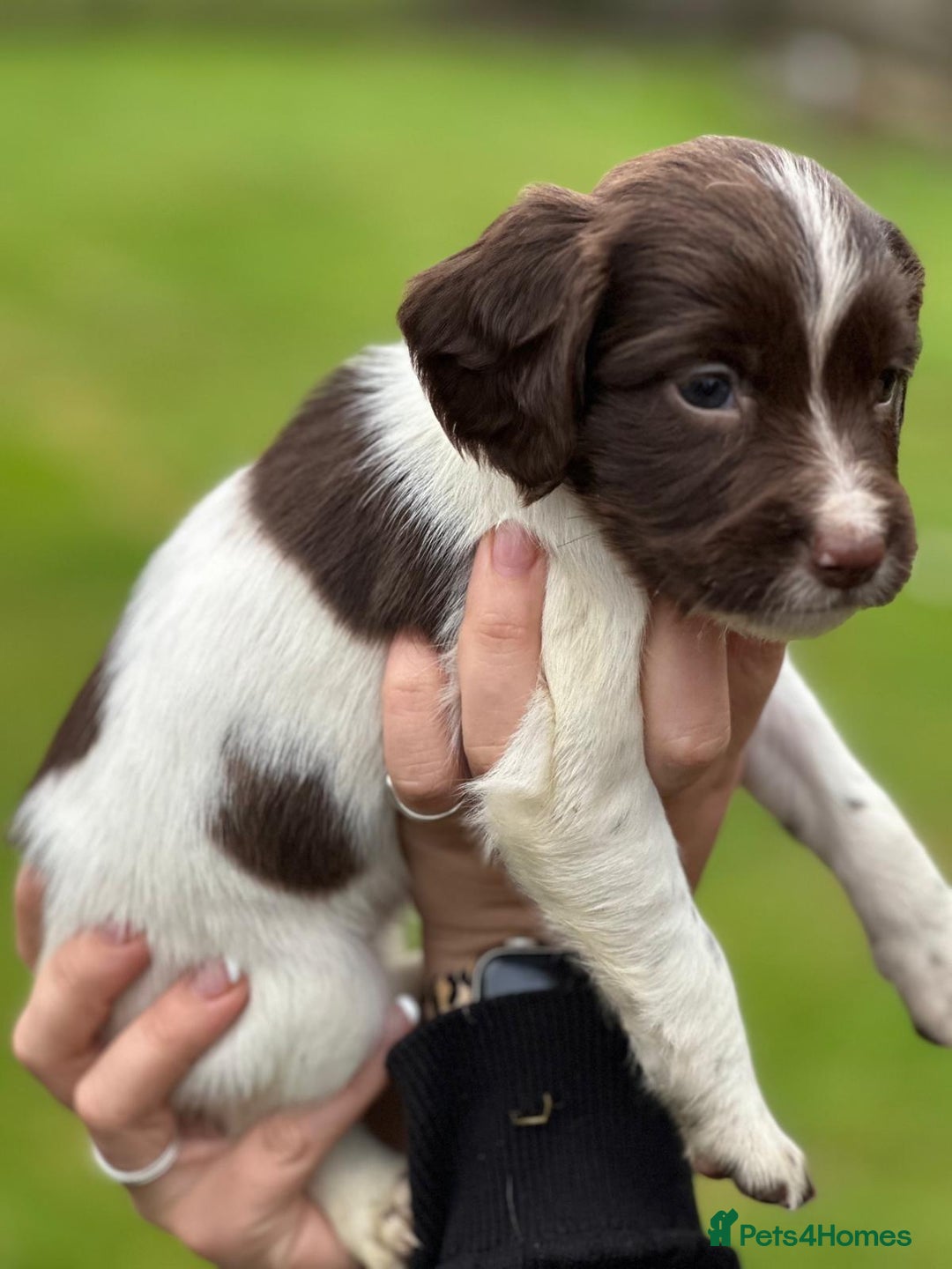 English Springer Spaniel dogs for sale: 2025 FTCH ROSEBAY BLUE,WELL MARKED LITTER ESS PUPS - Image 28