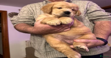 Golden Retriever dogs - Advert 1