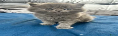 Mixed Breed Kitten 3 : grey female