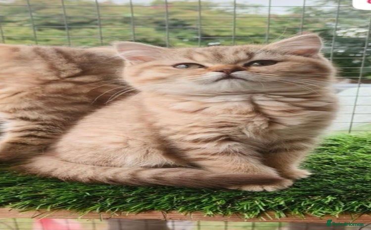 British Shorthair cats - Advert 4