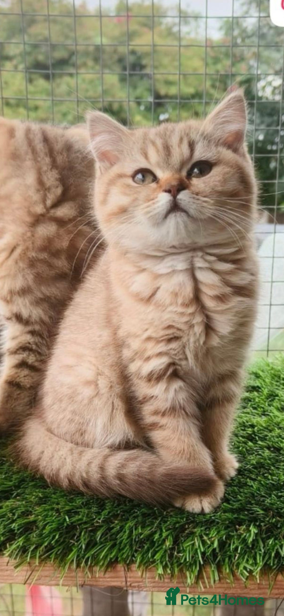 British Shorthair cats for sale: Pedigree British Short-hair kittens  - Image 1