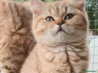 British Shorthair cats - Advert 9