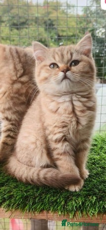 British Shorthair cats - Advert 4