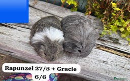 Guinea Pig rodents for sale: Baby guinea pigs available now. Sheffield. - Image 16