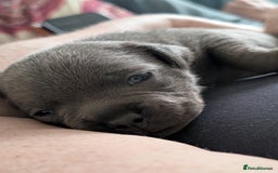 Staffordshire Bull Terrier dogs for sale: 🐾Staffordshire Bull Terrier Puppies – Ch lines🐾 - Image 2