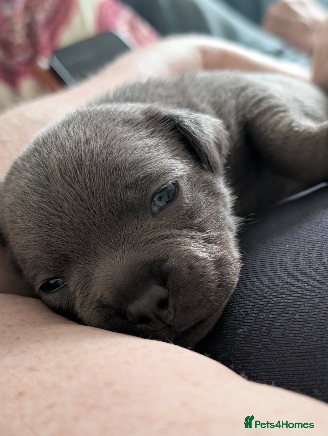 Staffordshire Bull Terrier dogs for sale: 🐾Staffordshire Bull Terrier Puppies – Ch lines🐾 - Image 2