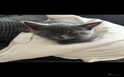 British Shorthair cats for sale: Healthy playful adorable kittens. - Image 8
