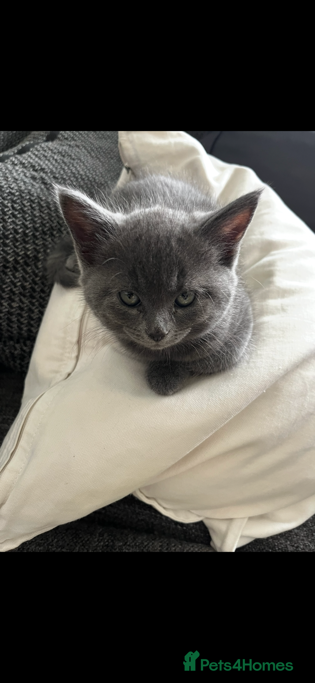 British Shorthair cats for sale: Healthy playful adorable kittens. - Image 8