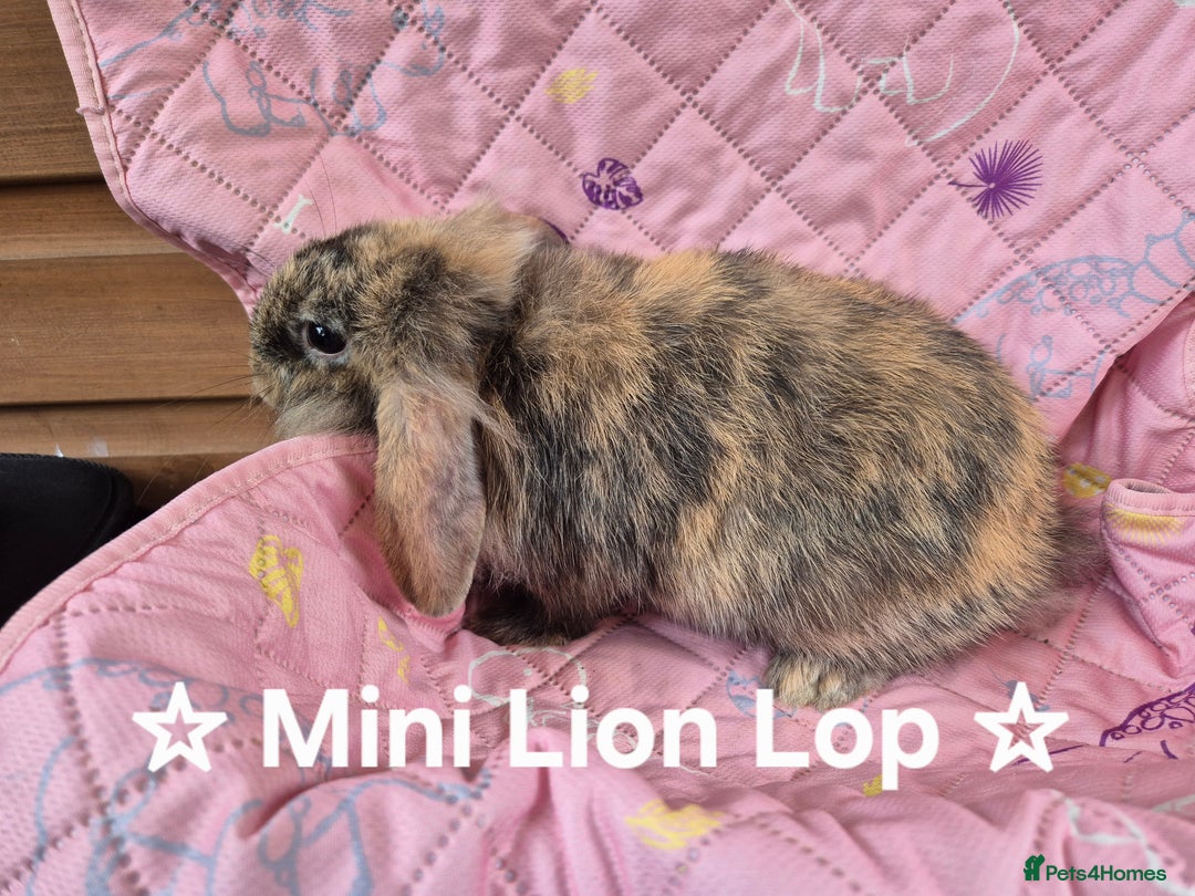 Netherland Dwarf rabbits for sale: Netherland and Mini Lion Lops - Image 2