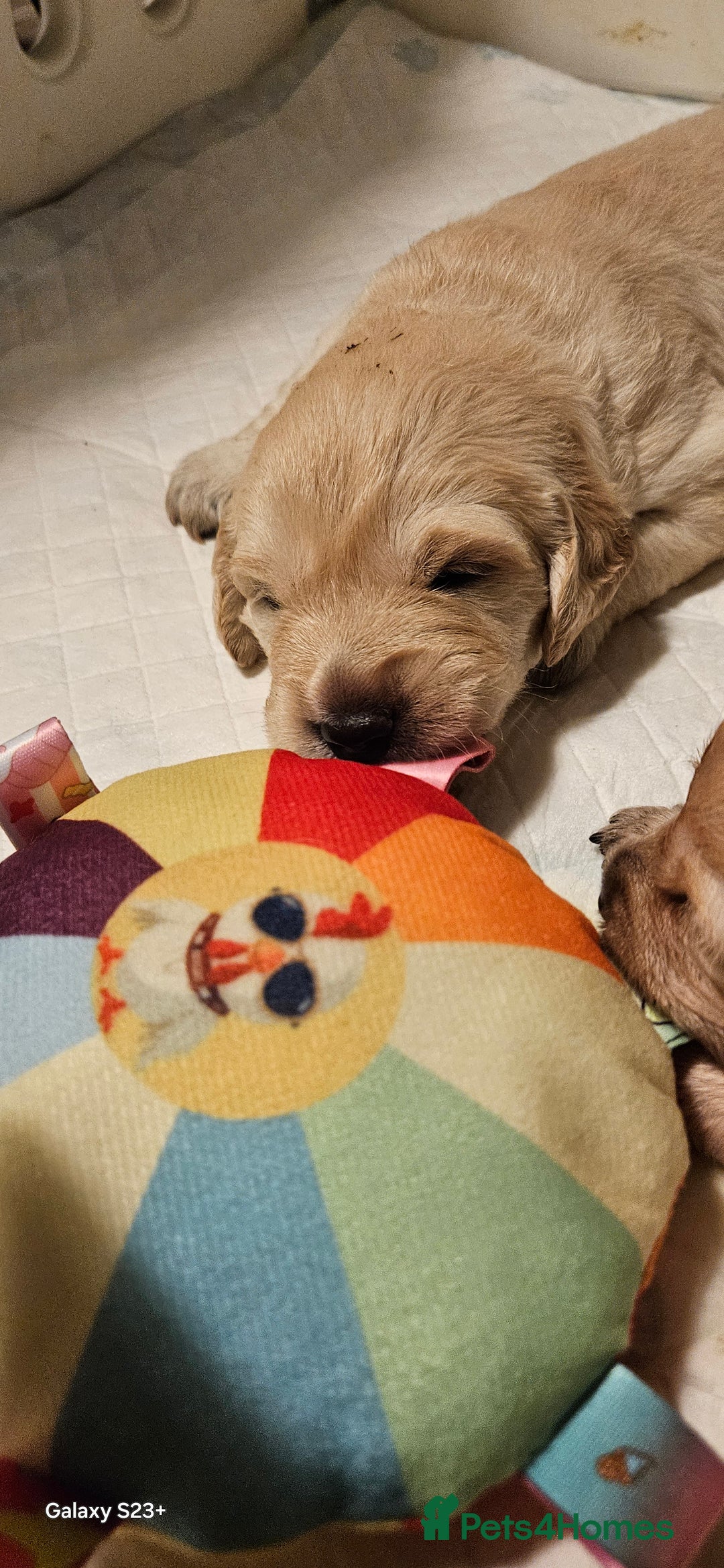 Golden Retriever dogs for sale: Beautiful chunky cream/golden retrievers  - Image 21