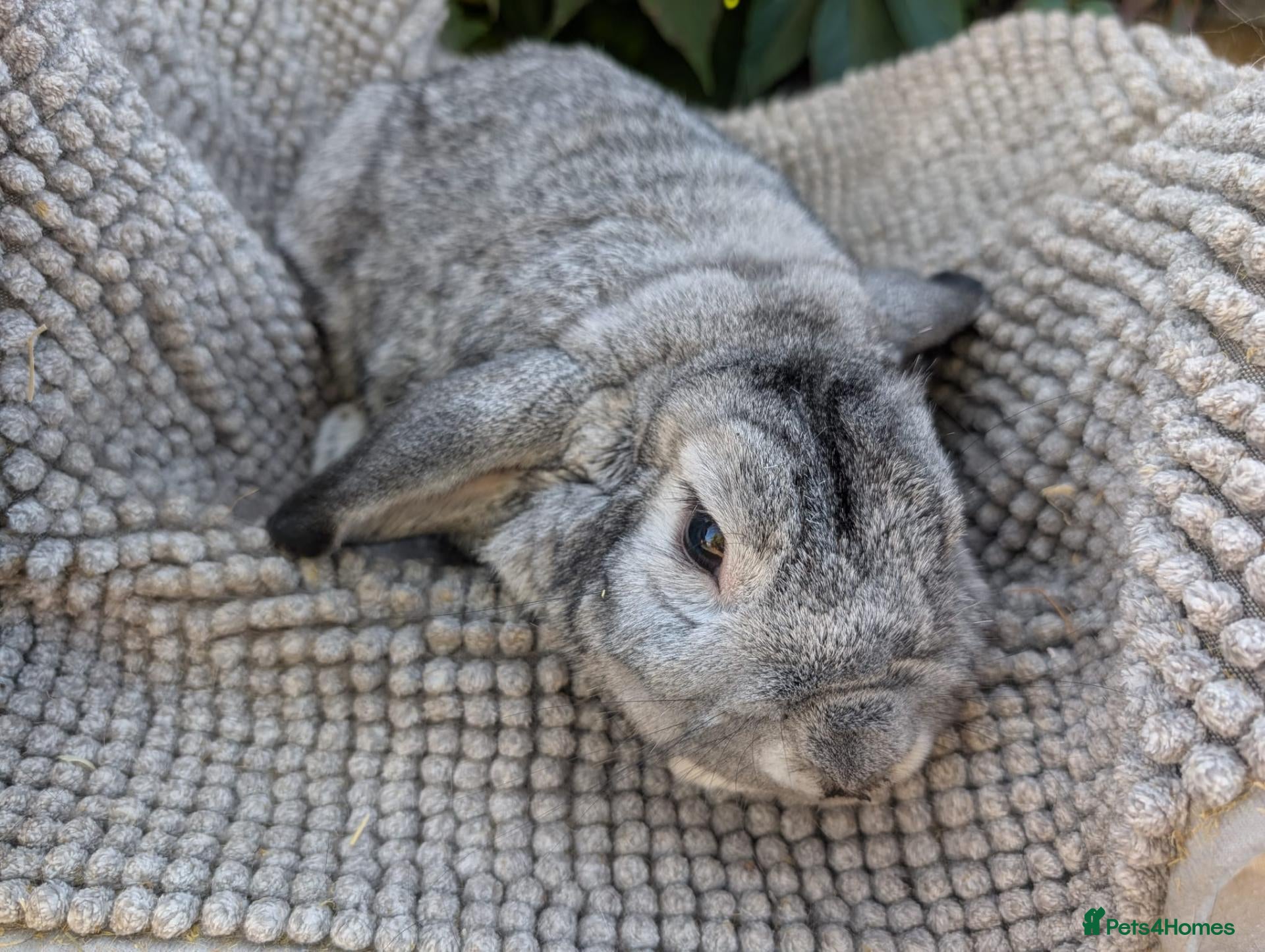 Dutch rabbits Rescue neutered and vaccinated rabbits - Advert 2