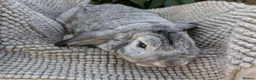 Dutch rabbits for sale: Rescue neutered and vaccinated rabbits - Advert 2
