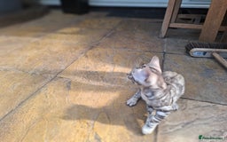 Bengal cats for sale: Show quality pure bengal kittens. - Image 22