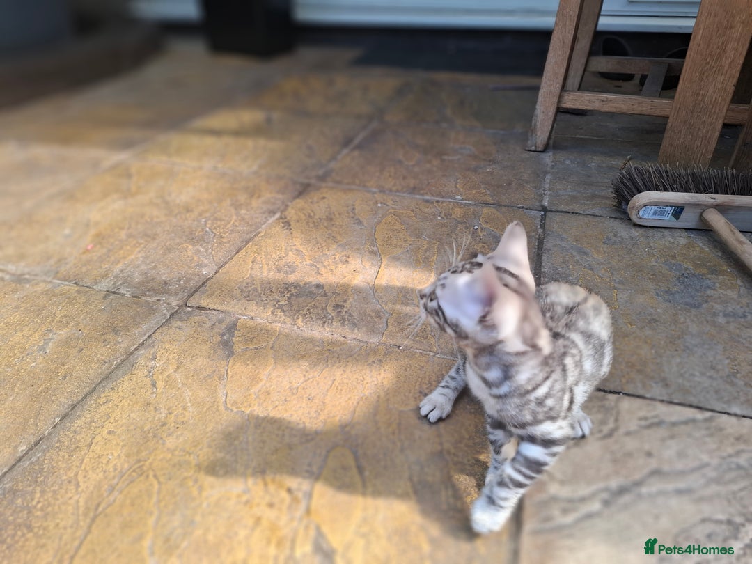 Bengal cats for sale: Show quality pure bengal kittens. - Image 22