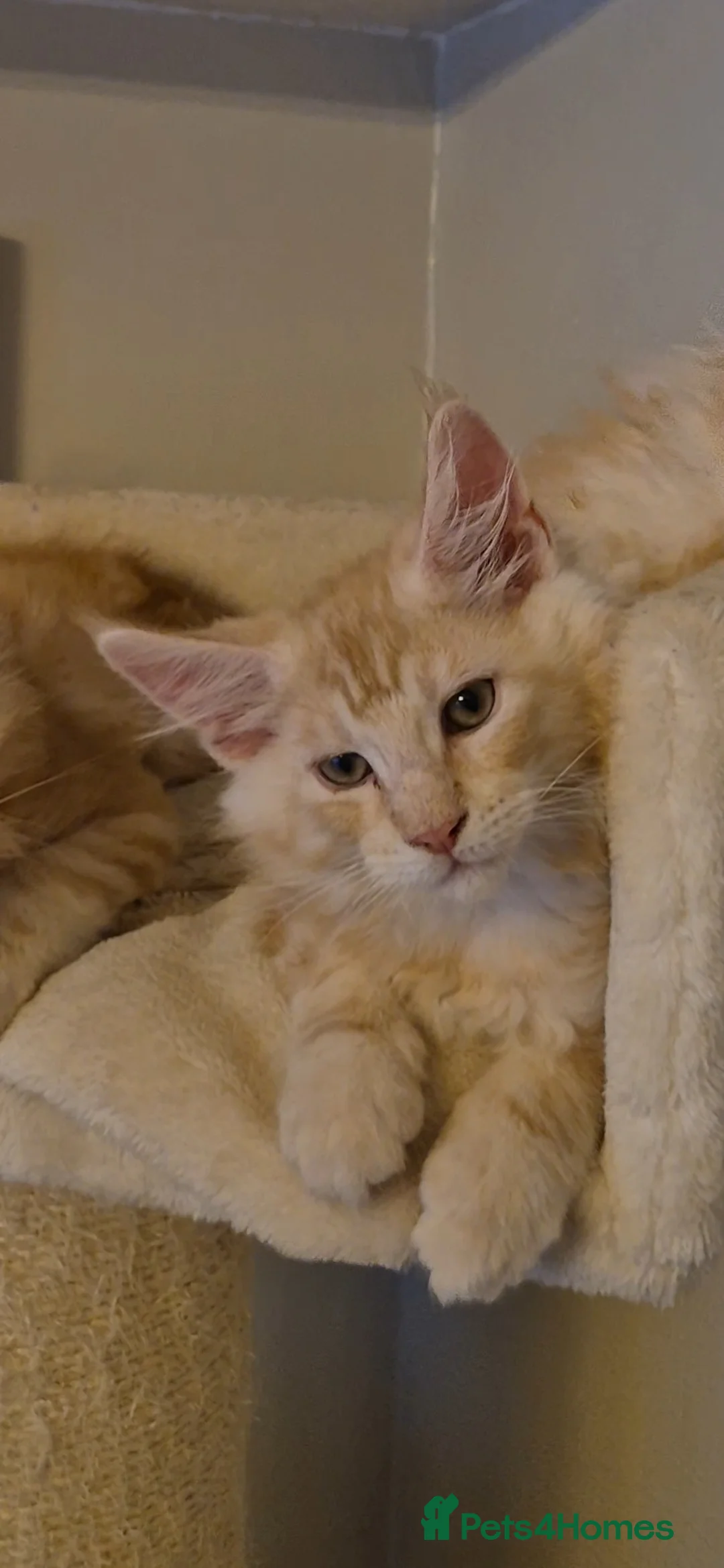 Maine Coon cats for sale: Beautiful Maine Coon boys . - Advert 34