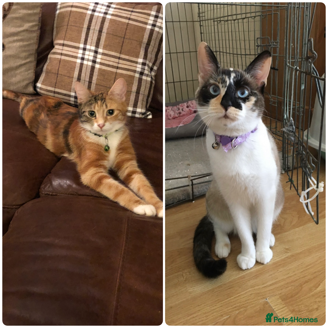 Mixed Breed cats for sale: Two adult cats for sale  - Image 1