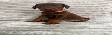 Brown Light Pink Collar