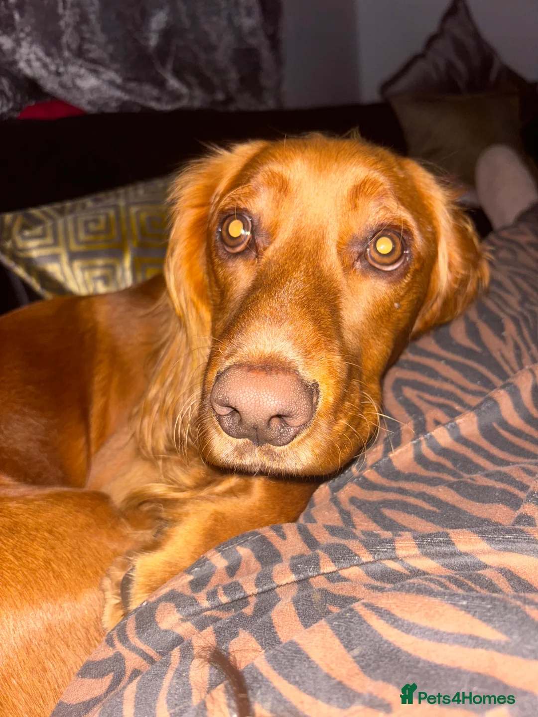 Cocker Spaniel dogs for sale: Juke  - Advert 7