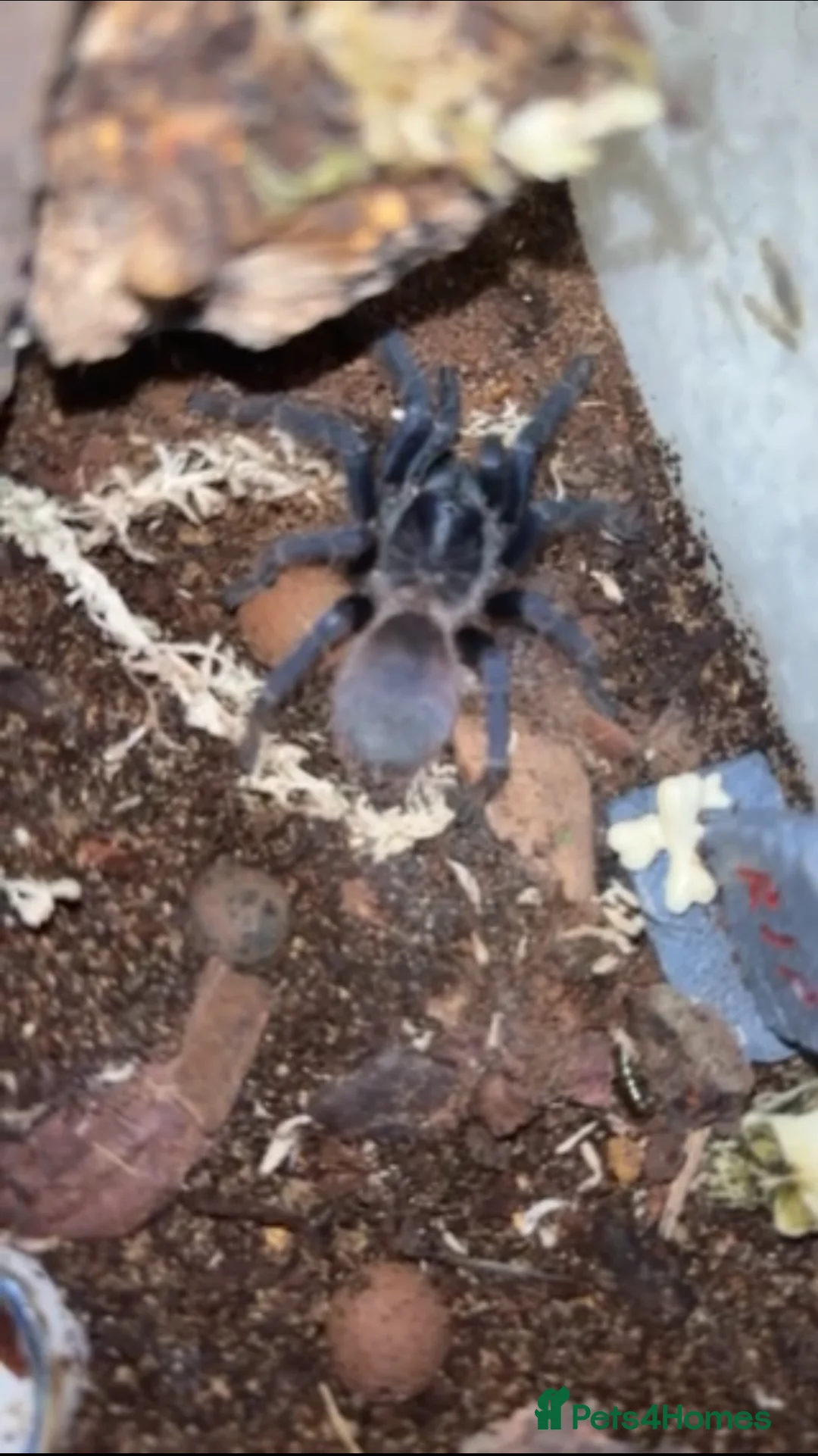 Tarantulas invertebrates for sale: Tarantulas For Sale - Advert 6