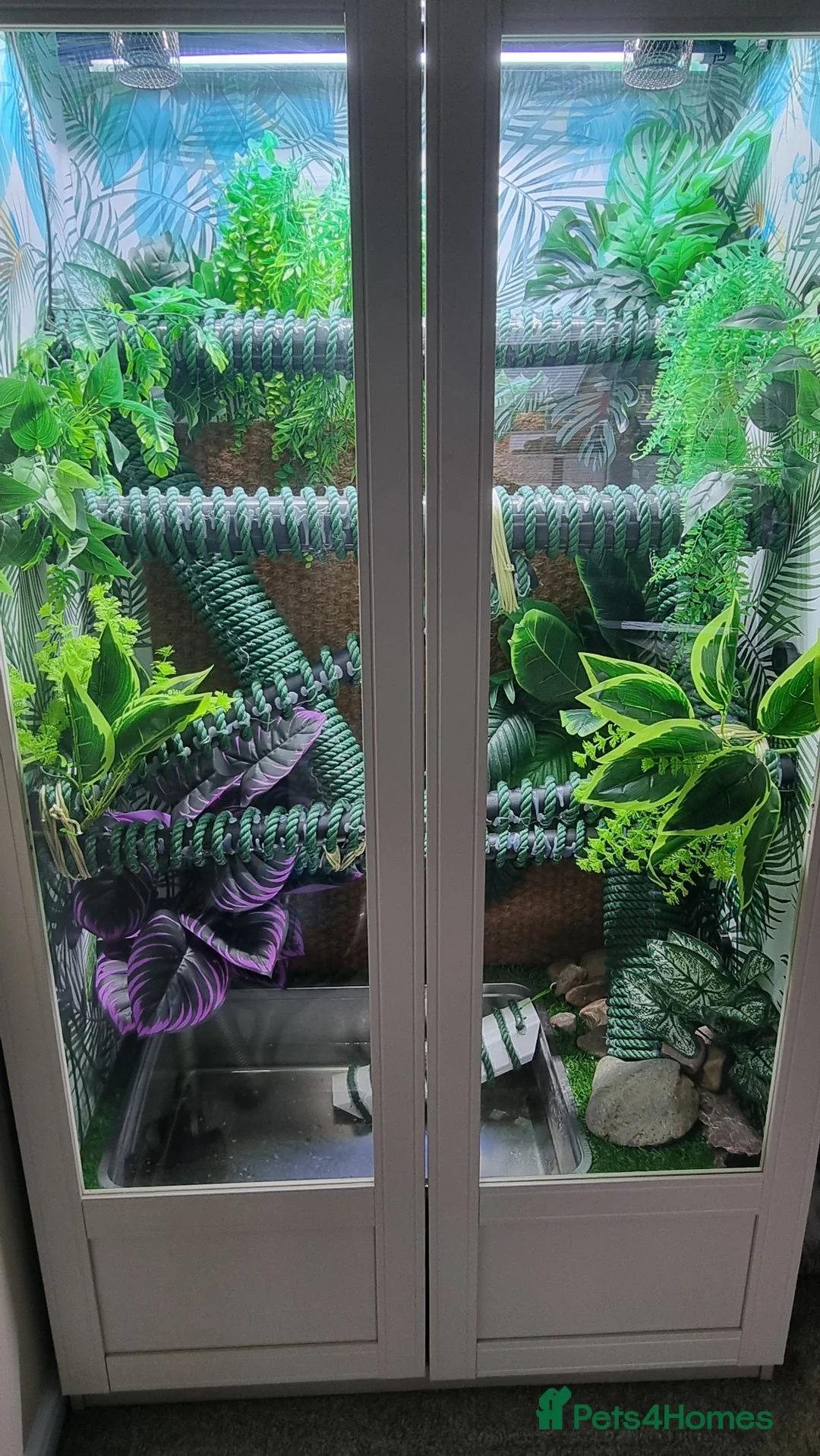 Lizard reptiles for sale: Female Chinese Water Dragon & Setup Free in Trowbridge - Advert 3