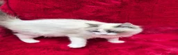 Ragdoll cats for sale: GCCF Registered Ragdoll Kittens  - Advert 9