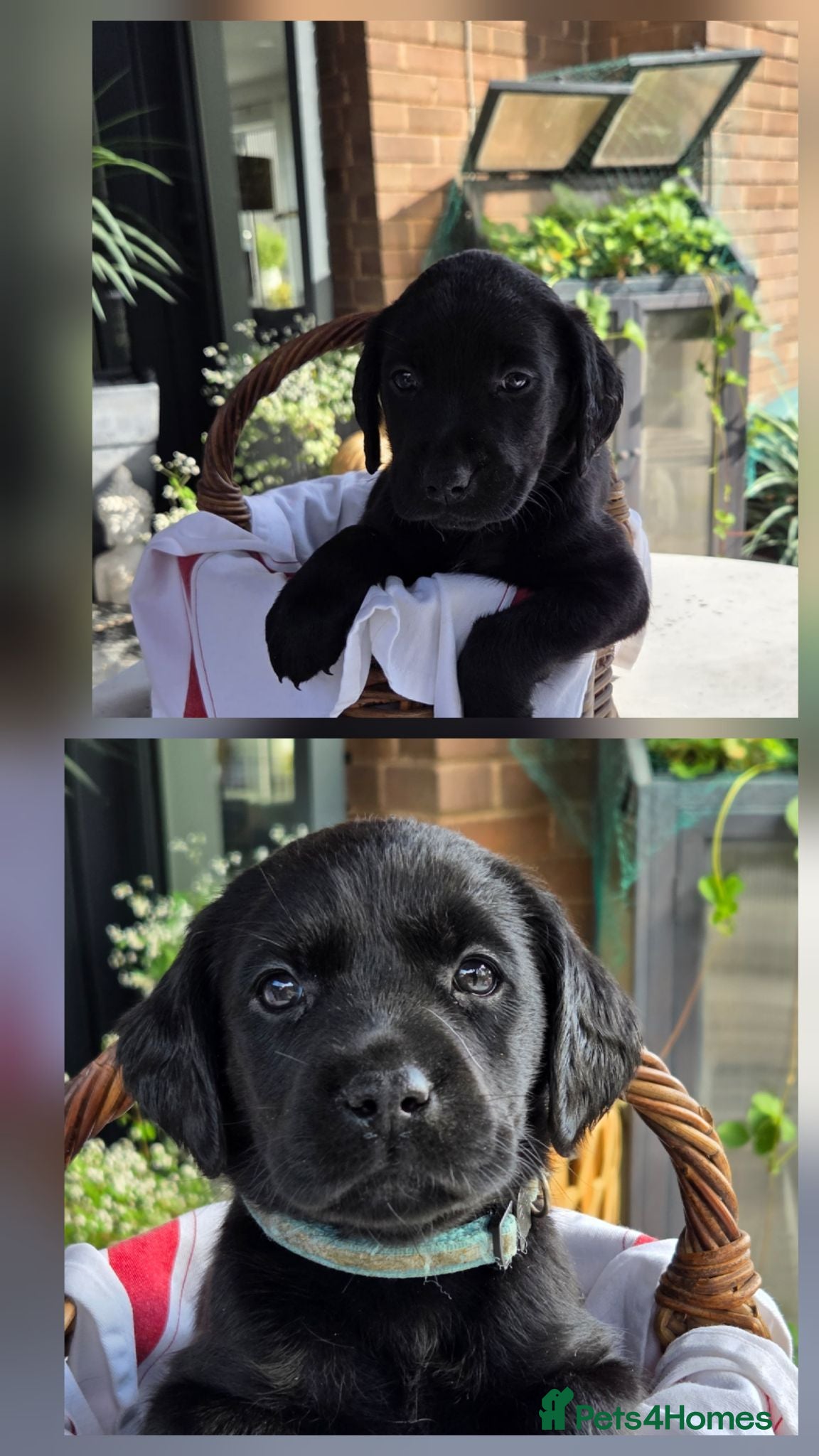 Labrador Retriever dogs Beautiful Labrador Puppies-2 girls remain - Advert 4