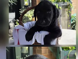 Labrador Retriever dogs Beautiful Labrador Puppies-2 girls remain - Advert 4