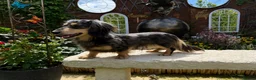 Miniature Dachshund dogs for stud: PROVEN SILVER DAPPLE & CREAM STUD🖤 - Advert 3
