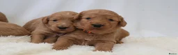 Mini Goldendoodle dogs for sale: F1 Miniature Goldendoodle’s - Advert 14
