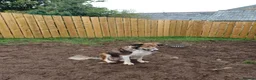 Border Collie dogs for sale: 9 week old Border Collie puppies - Advert 5