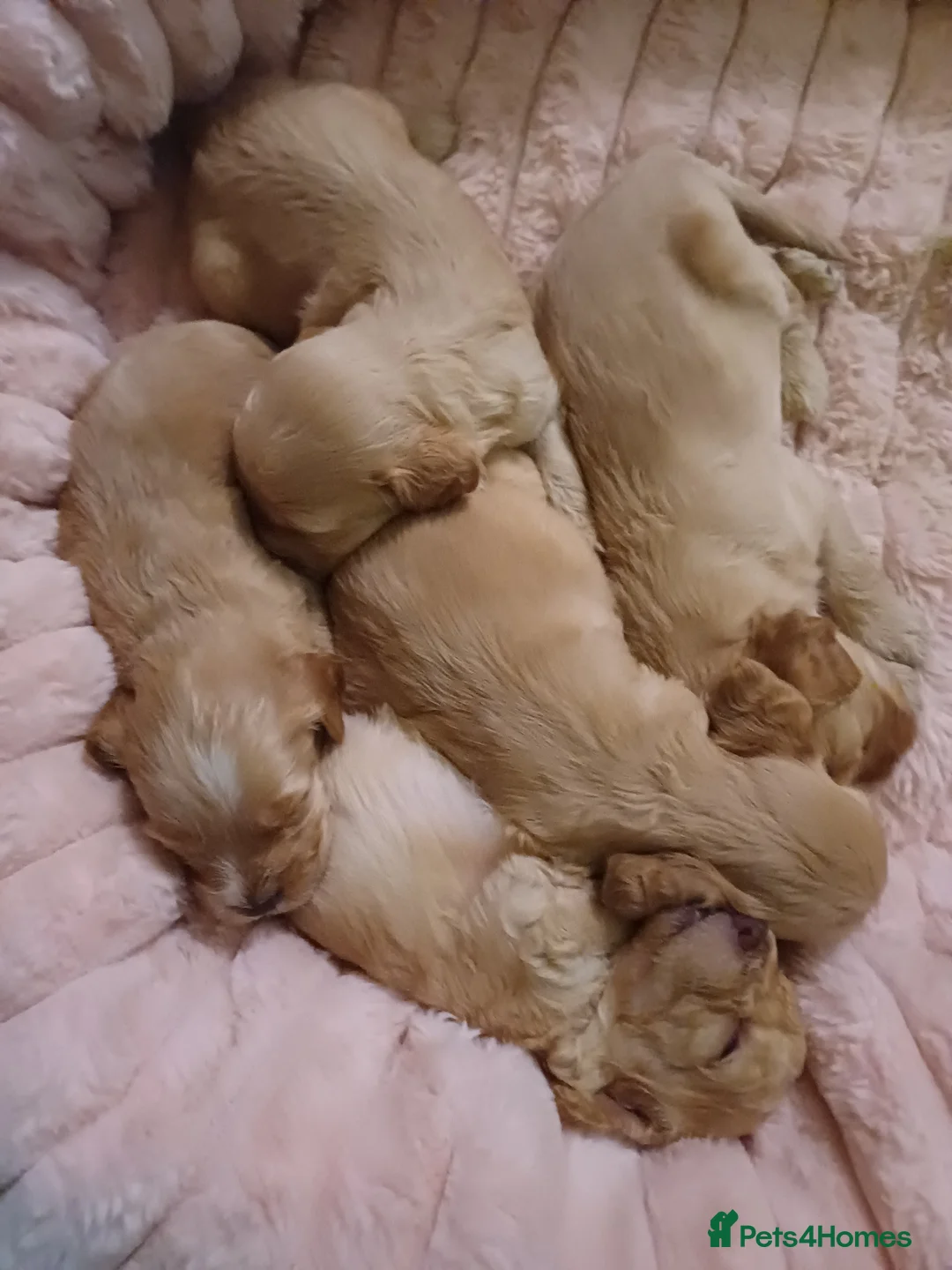 Cockapoo dogs for sale: Cockapoo Puppies - Advert 21