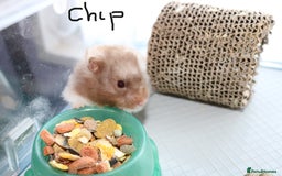 Hamster rodents for sale: Syrian Hamsters – various ages - Image 2