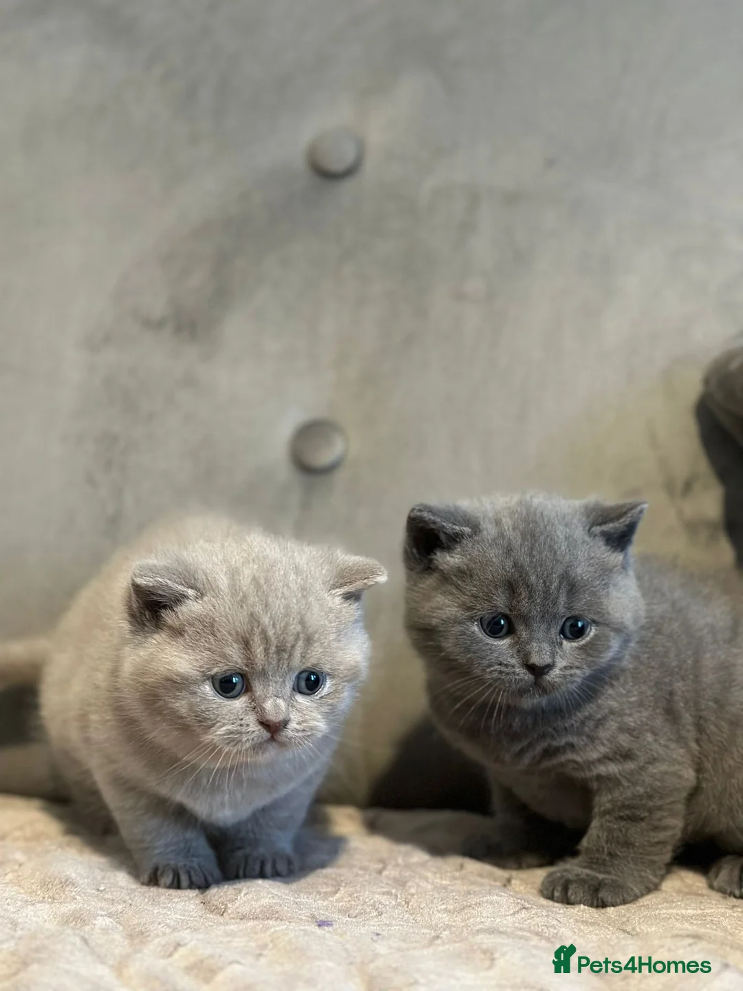 British Shorthair cats for stud: 🐈‍⬛ GIZZY THE STUD 🐈‍⬛ GCCF AND TICA REGISTERED  in Solihull - Advert 18