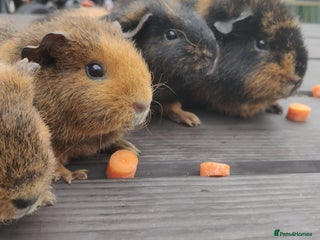 Guinea Pig rodents - Advert 27