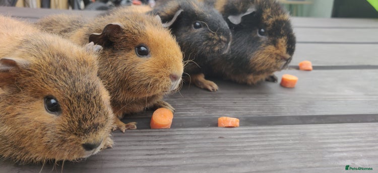 Guinea Pig rodents - Advert 2