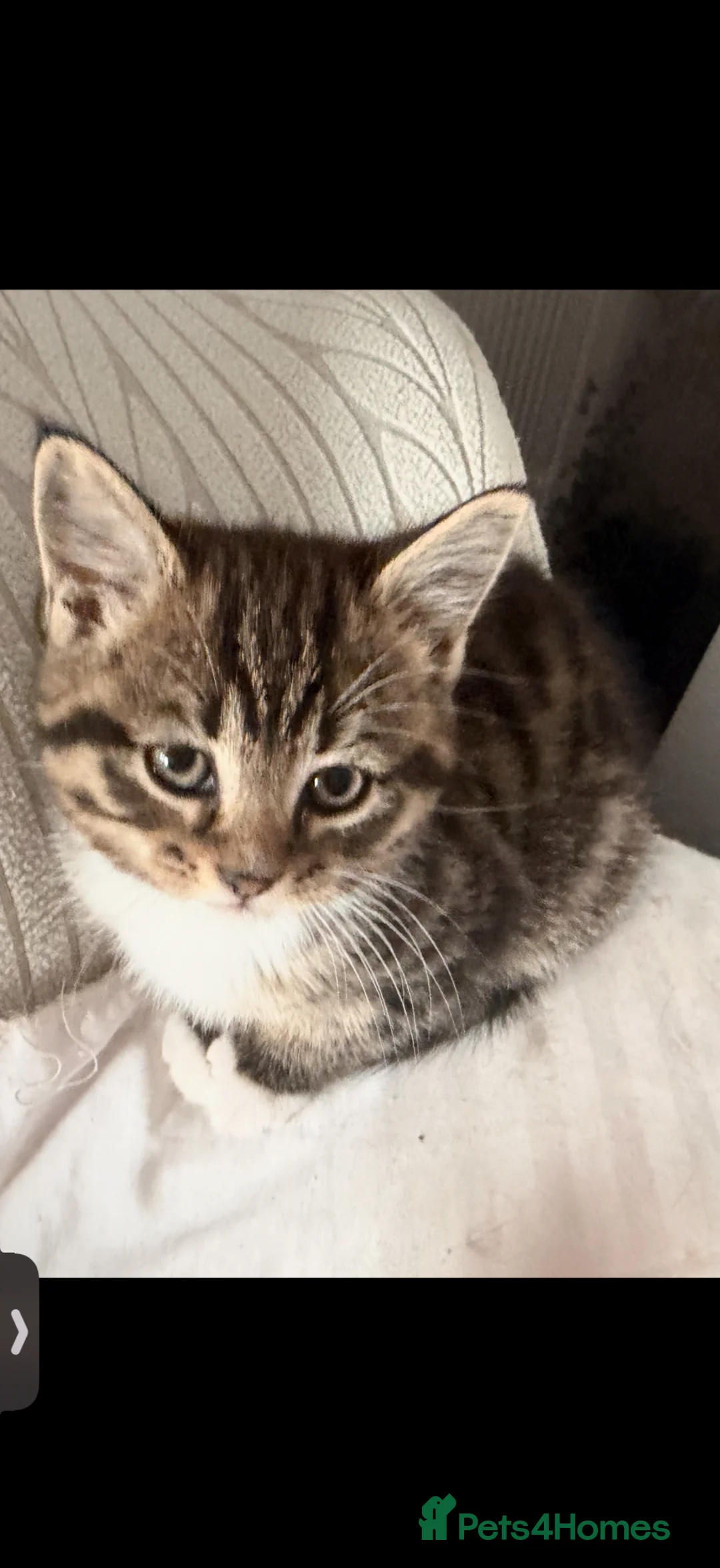 Mixed Breed cats for sale: 3 beautiful kittens in Basildon - Advert 2