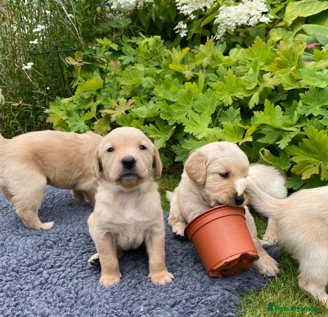 Goldador dogs for sale: Gorgeous Goldador Puppies for Sale - Image 6