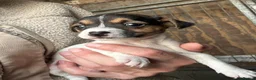 Jack Russell dogs for sale: Fantastic jack russel puppies - Advert 5
