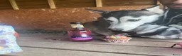 Siberian Husky dogs for sale: Shaska in need of new home  - Advert 3