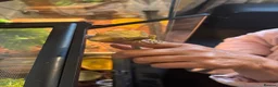 Gecko reptiles for sale: Crested  gecko in Shildon - Advert 7