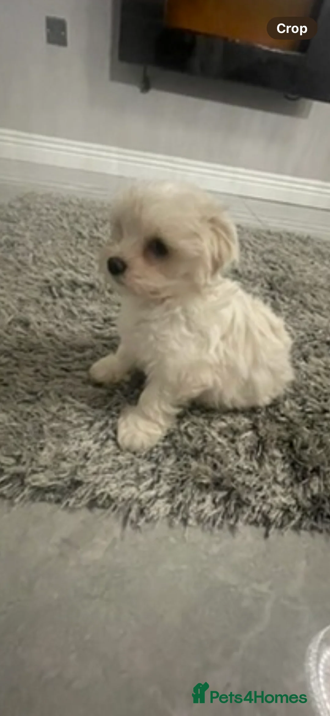 Maltipoo dogs for sale: 🐾 Maltipoo puppy’s 🐾  - Advert 3