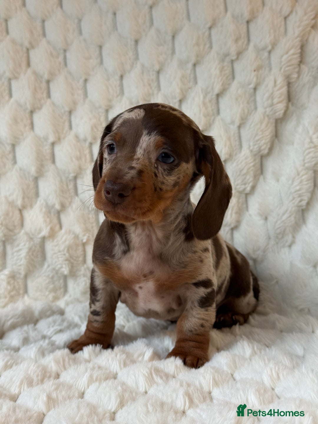 Miniature Dachshund dogs for sale: 💎MINATURE DACSHUND PUPPIES💎 - Advert 3
